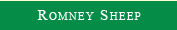 Rmney Sheep